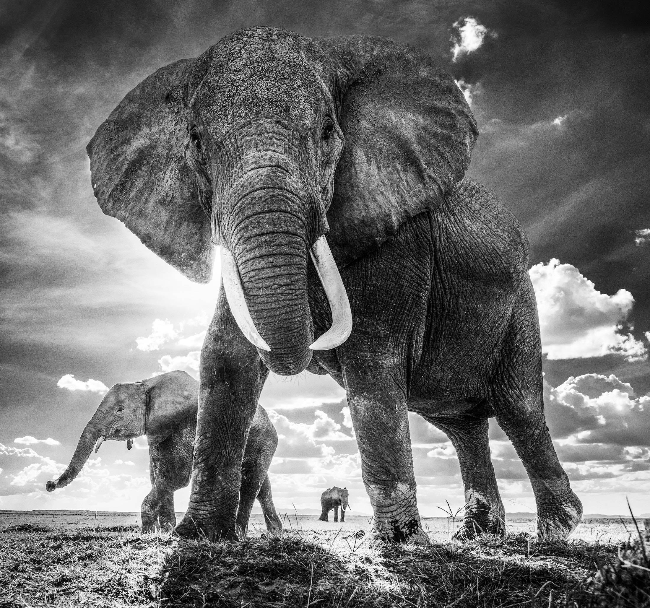 David Yarrow Landscape Photograph - The Untouchables