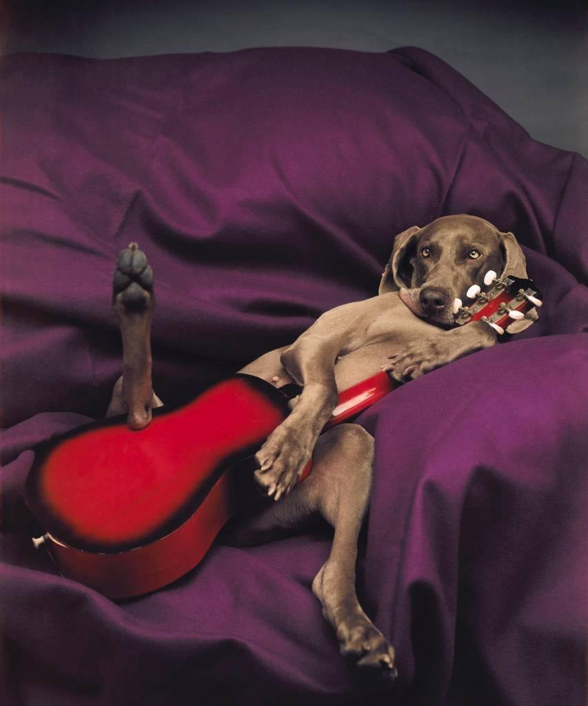 William Wegman Color Photograph - Slow Guitar 