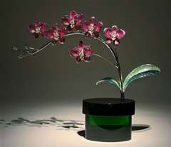Orchid