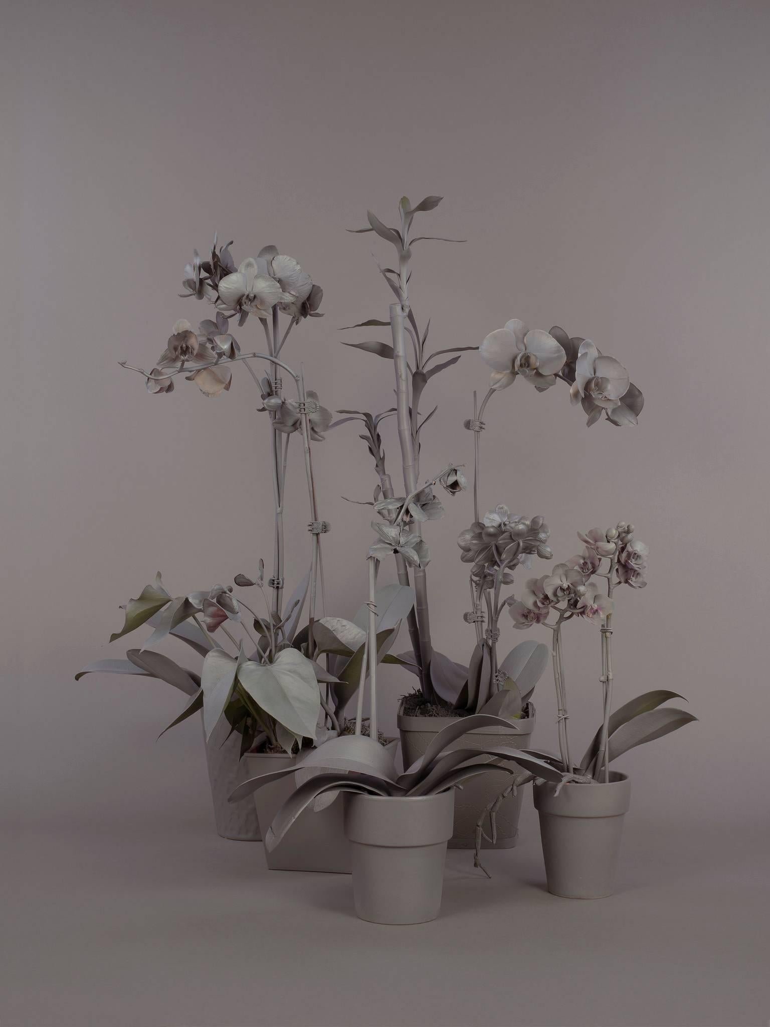 Stephanie Syjuco Still-Life Photograph - Neutral Orchids (Cluster 1)