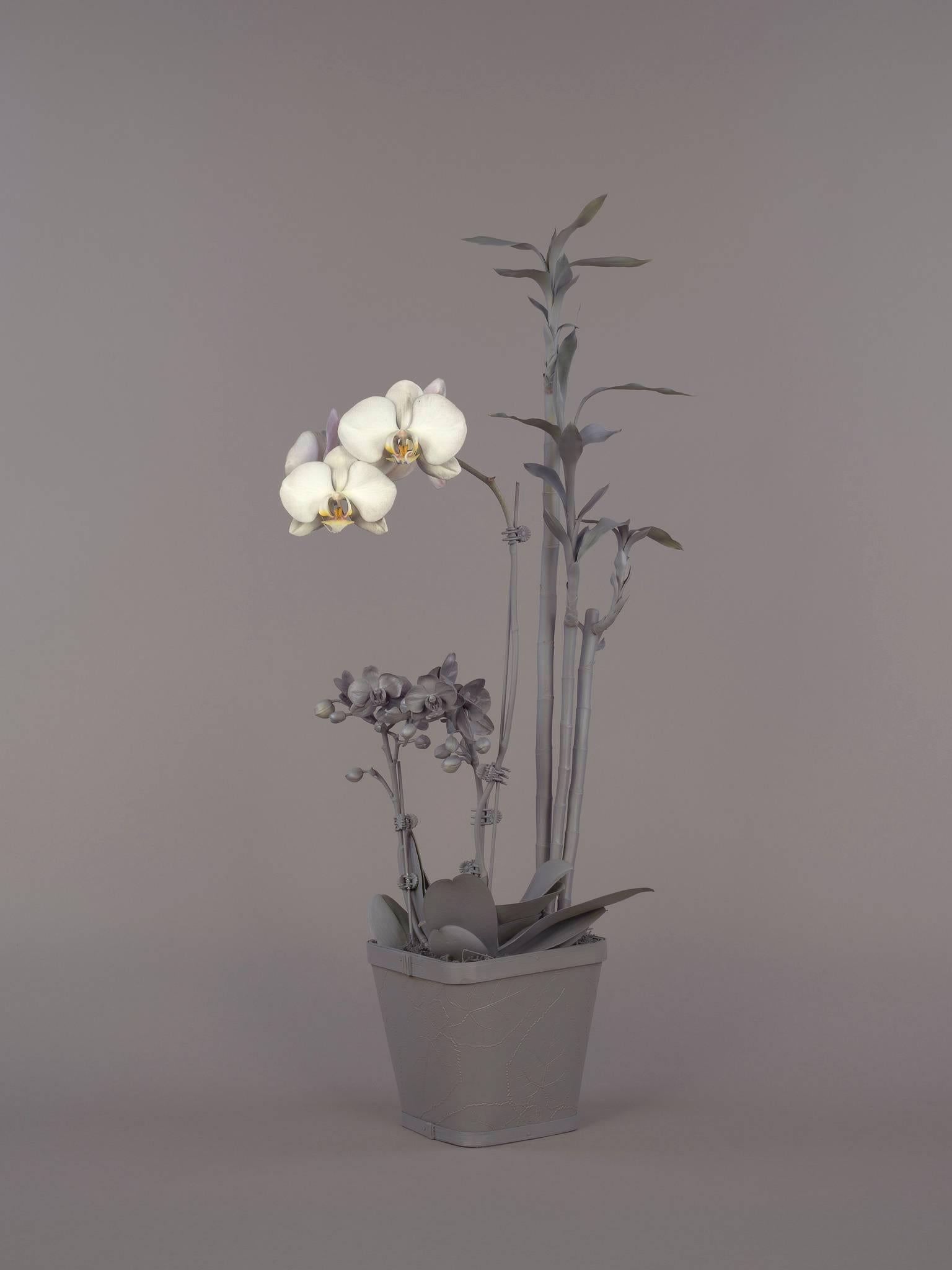 Stephanie Syjuco Still-Life Photograph - Neutral Orchids (Phalaenopsis + Dracaena sanderana)