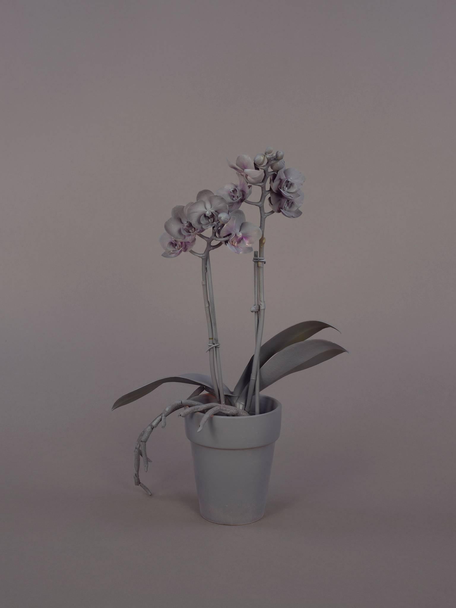 Stephanie Syjuco Still-Life Photograph - Neutral Orchids (Phalaenopsis, small)