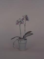 Neutral Orchids (Phalaenopsis, small)