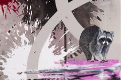 Raccoon