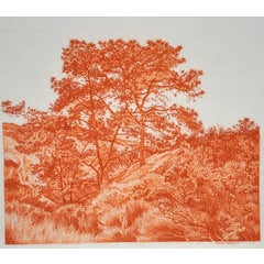 Pines in Ravine 1