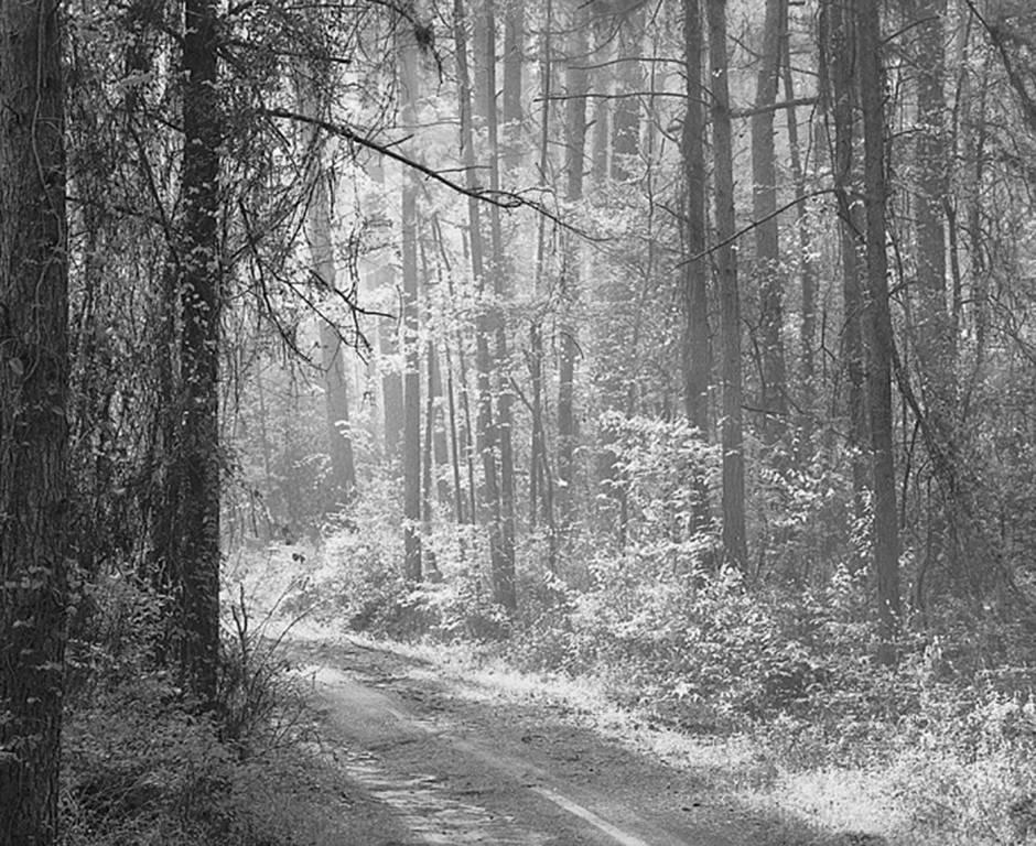 David H. Gibson Black and White Photograph - Road, Angelina National Forest, Texas