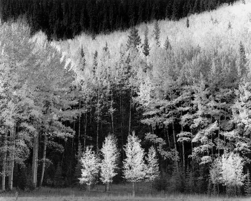 David H. Gibson Black and White Photograph - Aspen Alcove, Sunshine Mesa, Telluride, Colorado