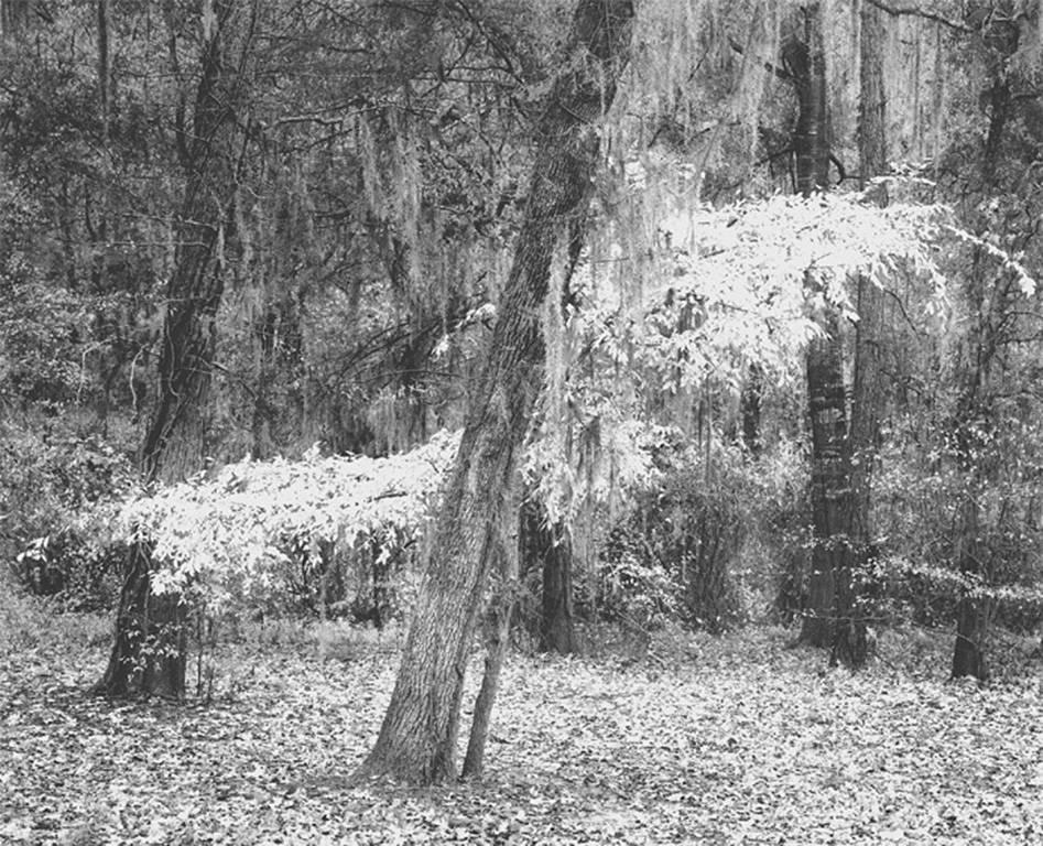 David H. Gibson Landscape Photograph - Lyric Tree, Jackson Hill Park, Angelina National Forest, Texas