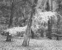 Retro Lyric Tree, Jackson Hill Park, Angelina National Forest, Texas