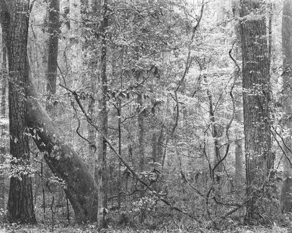 David H. Gibson Black and White Photograph - Spring Forest Tapestry, Jasper, Texas
