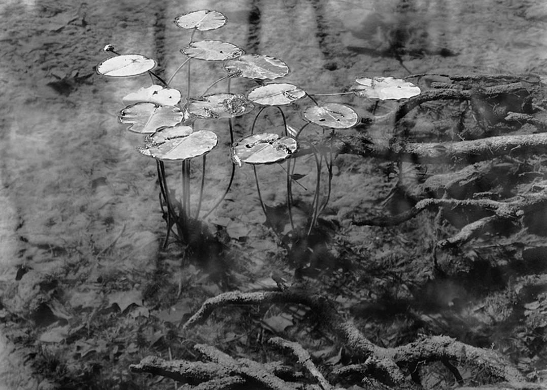 David H. Gibson Black and White Photograph - Water Lilies, Cypress Creek, Wimberley, Texas