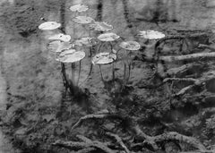 Water Lilies, Cypress Creek, Wimberley, Texas