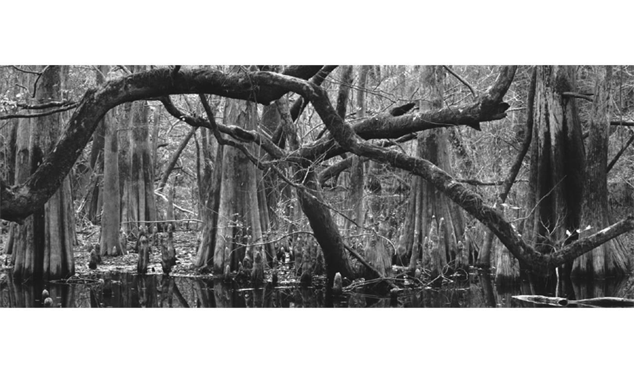 David H. Gibson Landscape Photograph - Branch Structure and Cypress Knees, Baxter Slough, Silsbee, Texas