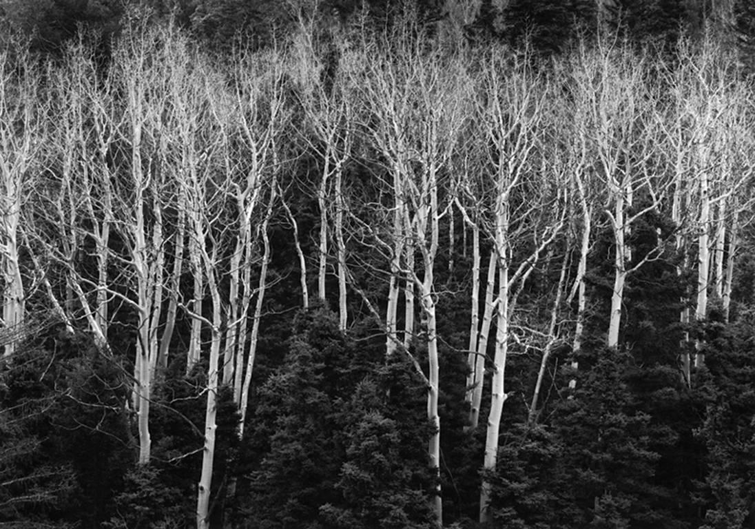 David H. Gibson Black and White Photograph - Aspen Reach, Carson National Forest, New Mexico