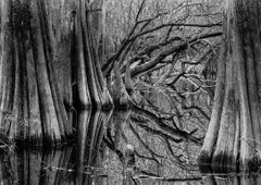 Ritmos y reflejos de los árboles, Baxter Slough, Silsbee, Texas