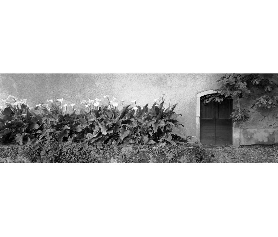 David H. Gibson Landscape Photograph – Calla Lily Pflanzgefäß im Madame Giri's Garden, St. Pierre-Toirac, Frankreich