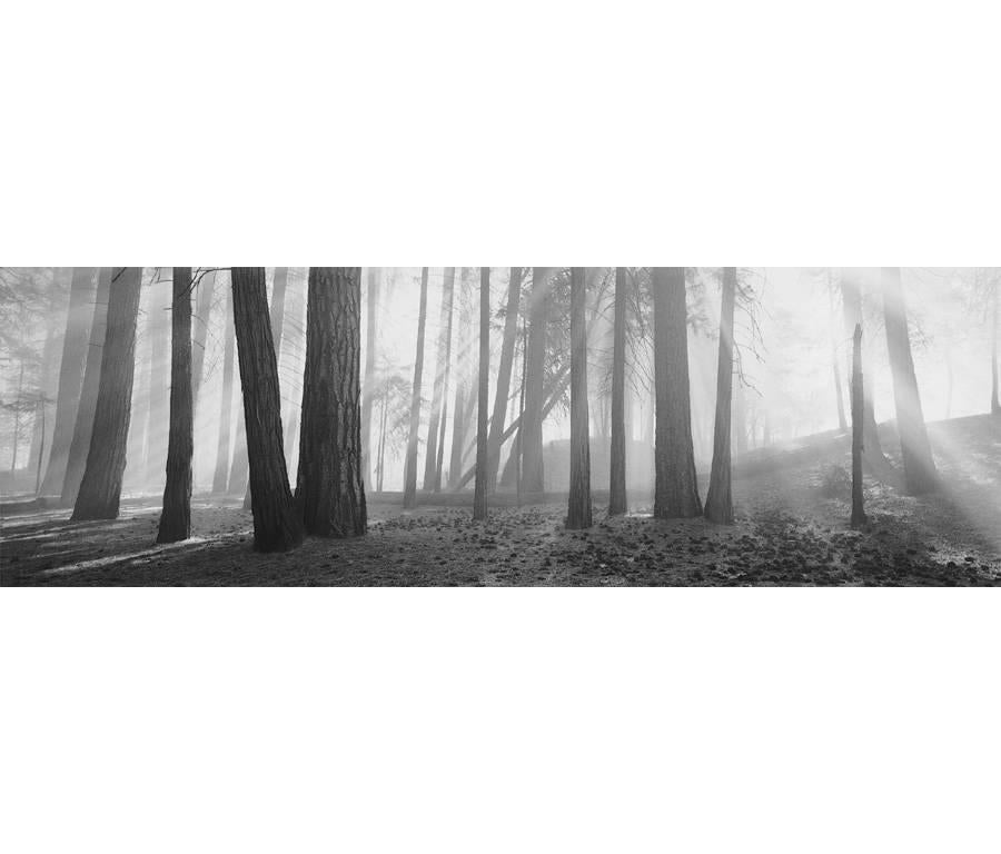 David H. Gibson Black and White Photograph - Luminous Forest, Yosemite National Park, California