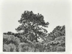 Gebogener Baum, Torrey Pines