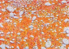 Cypress Needles on Gravel Bar, Guadalupe River