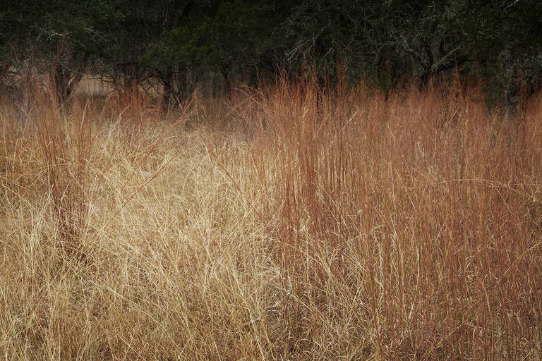 David H. Gibson Landscape Photograph - Morning Along Cypress Creek, November 18, 2007, 8:48 AM, Wimberley, Texas