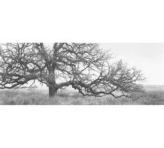 Vintage Windmill Grass and Oak, Boddy Ranch, Henrietta, Texas