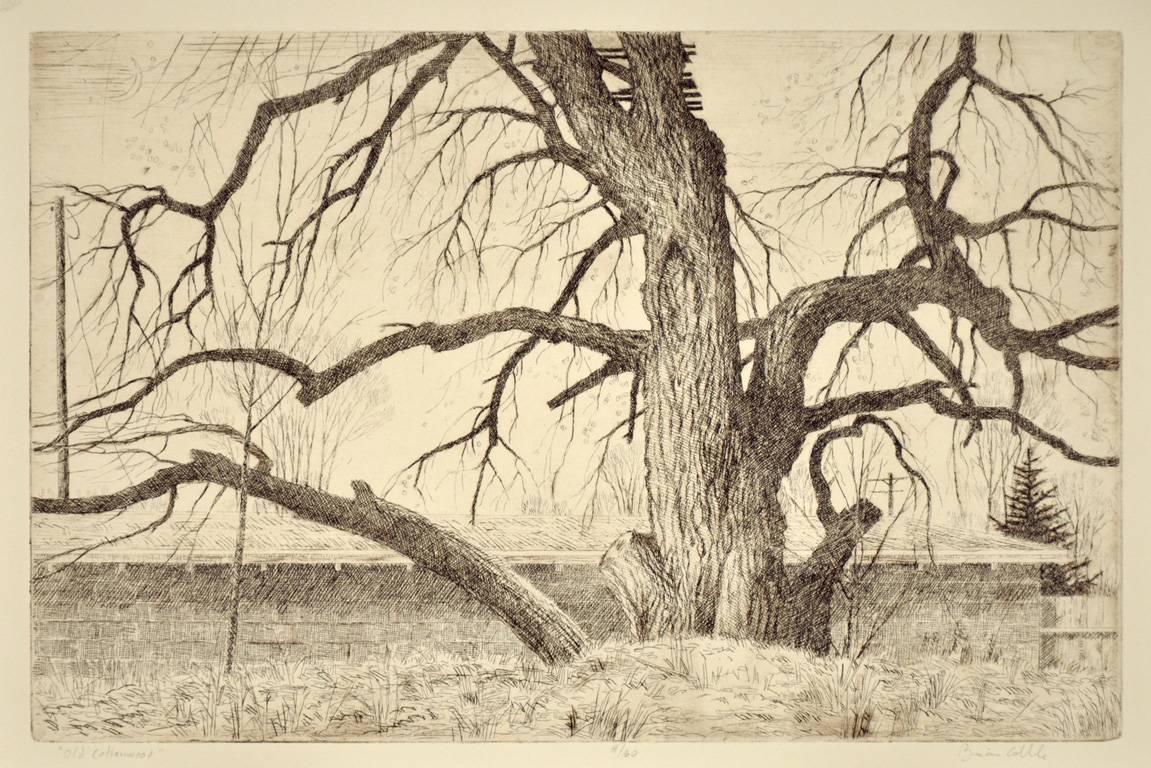 Brian Cobble Landscape Print - Old Cottonwood