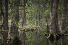 Morning Along Cypress Creek, May 23, 2008, 7:44 AM, Wimberley, Texas