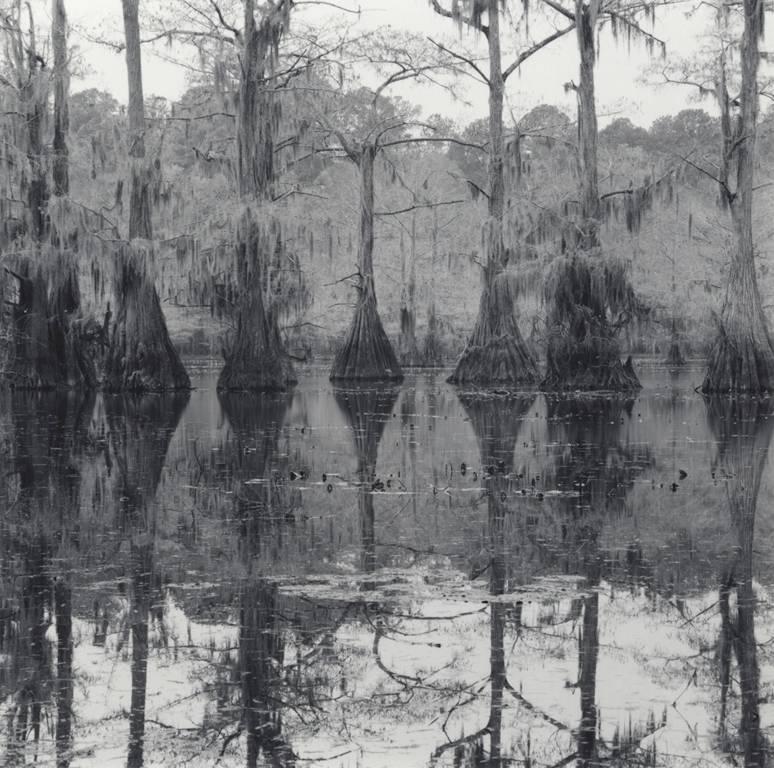 Landscape Photograph David H. Gibson - Sept arbres de cyprès, étang de moulin, lac Caddo, Texas