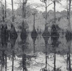 Vintage Seven Cypress Trees, Mill Pond, Caddo Lake, Texas