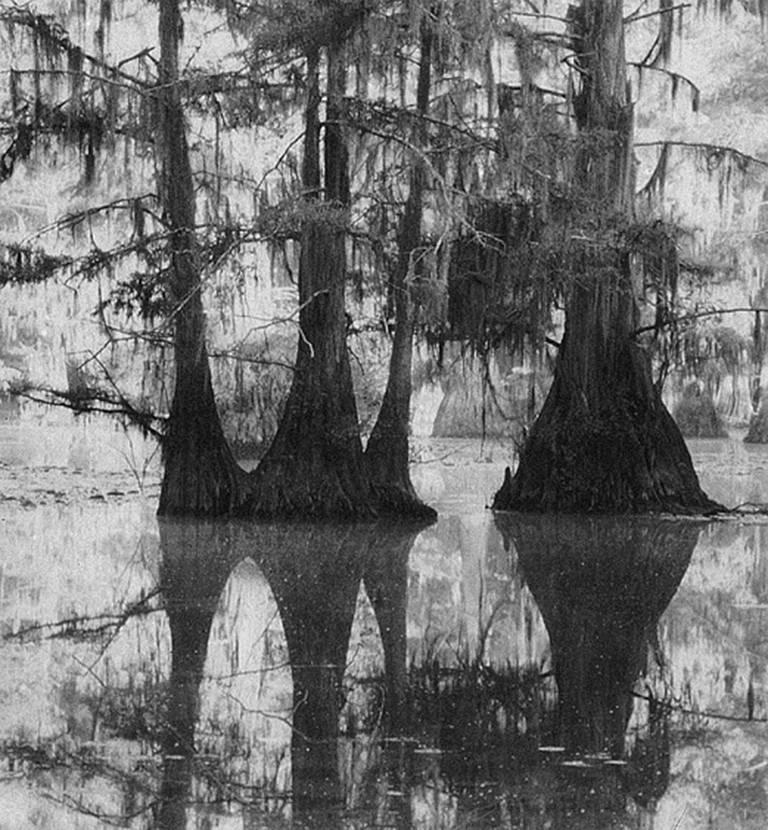 David H. Gibson Landscape Photograph - Moss Fabric, Mill Pond, Caddo Lake, Texas