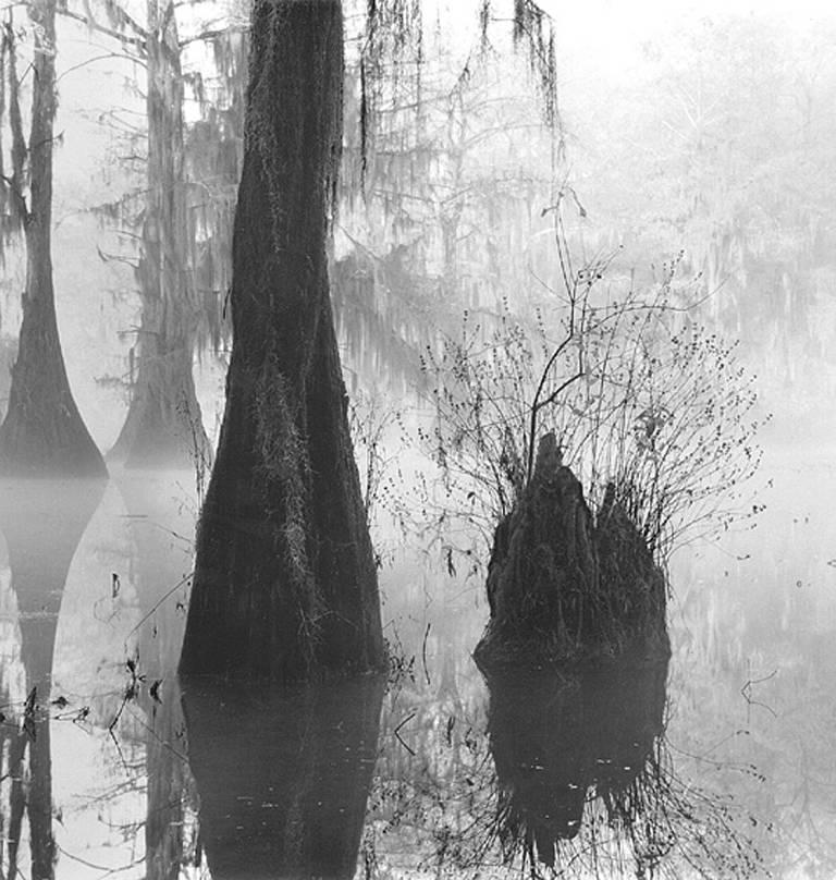 Black and White Photograph David H. Gibson - Boutonnier Bush Stump, étang de moulin, lac Caddo, Texas