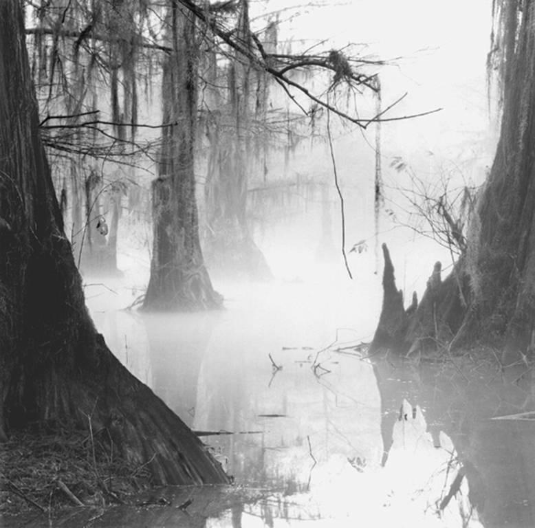 Black and White Photograph David H. Gibson - Reflections au genou, étang de moulin, lac Caddo, Texas