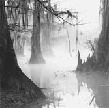 Knee Reflections, Mill Pond, Caddo Lake, Texas