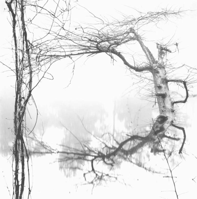 David H. Gibson Landscape Photograph - Vine and Tree, Village Creek, Texas