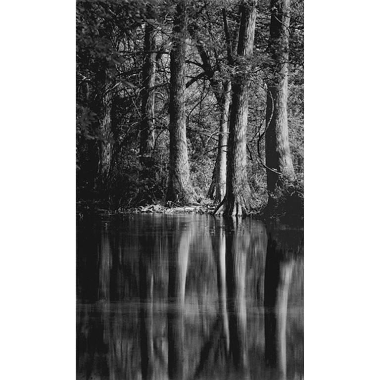 David H. Gibson Black and White Photograph - Cypress Trees, Reflections, Cypress Creek, Wimberley, Texas