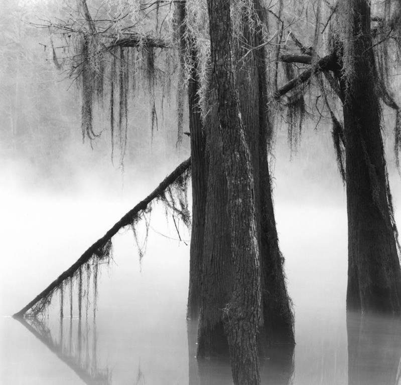 David H. Gibson Landscape Photograph - Caddo Stillness, Mill Pond, Caddo Lake, Texas