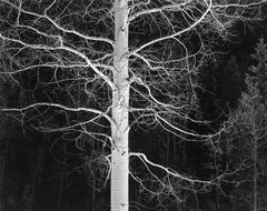 Vintage Backlighted Aspen, Telluride, Colorado