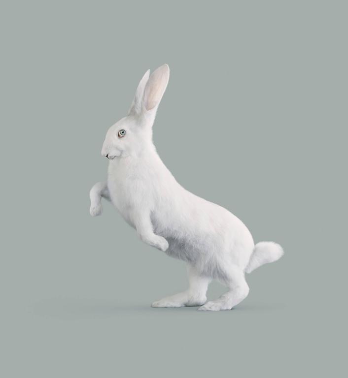 Vincent Fournier - Rabbit, [Oryctolagus cognitivus] Very intelligent ...