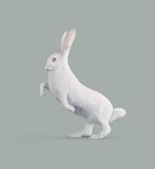 Rabbit, [Oryctolagus cognitivus] Very intelligent rabbit