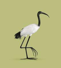 IBIS, [Ibis temperation], Drought-and frost-resistant bird