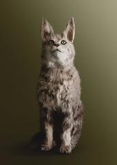 Cat, [Felis Spiritae], Psychic medium for communications with the spirit world