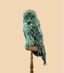 Great Grey Owl, [Strix predatories], Predator-resistant feathers