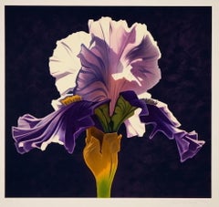 Purple Iris