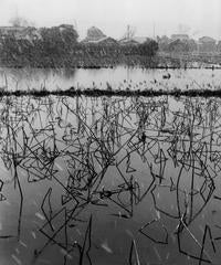Rice field covered with lotus plants, Tokyo, 1951