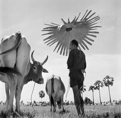 Farmer and grazing cows, Cambodia, 1952