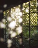 The Sun Room