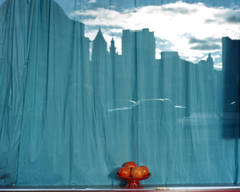 Untitled NY (Oranges and Blue Curtain)