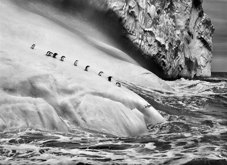 Chinstrap penguins dive off icebergs - Photograph by Sebastião Salgado