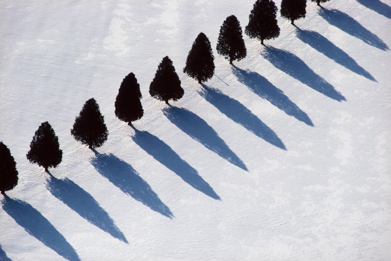 Tree Shadows in Snow - Photograph by Alex MacLean