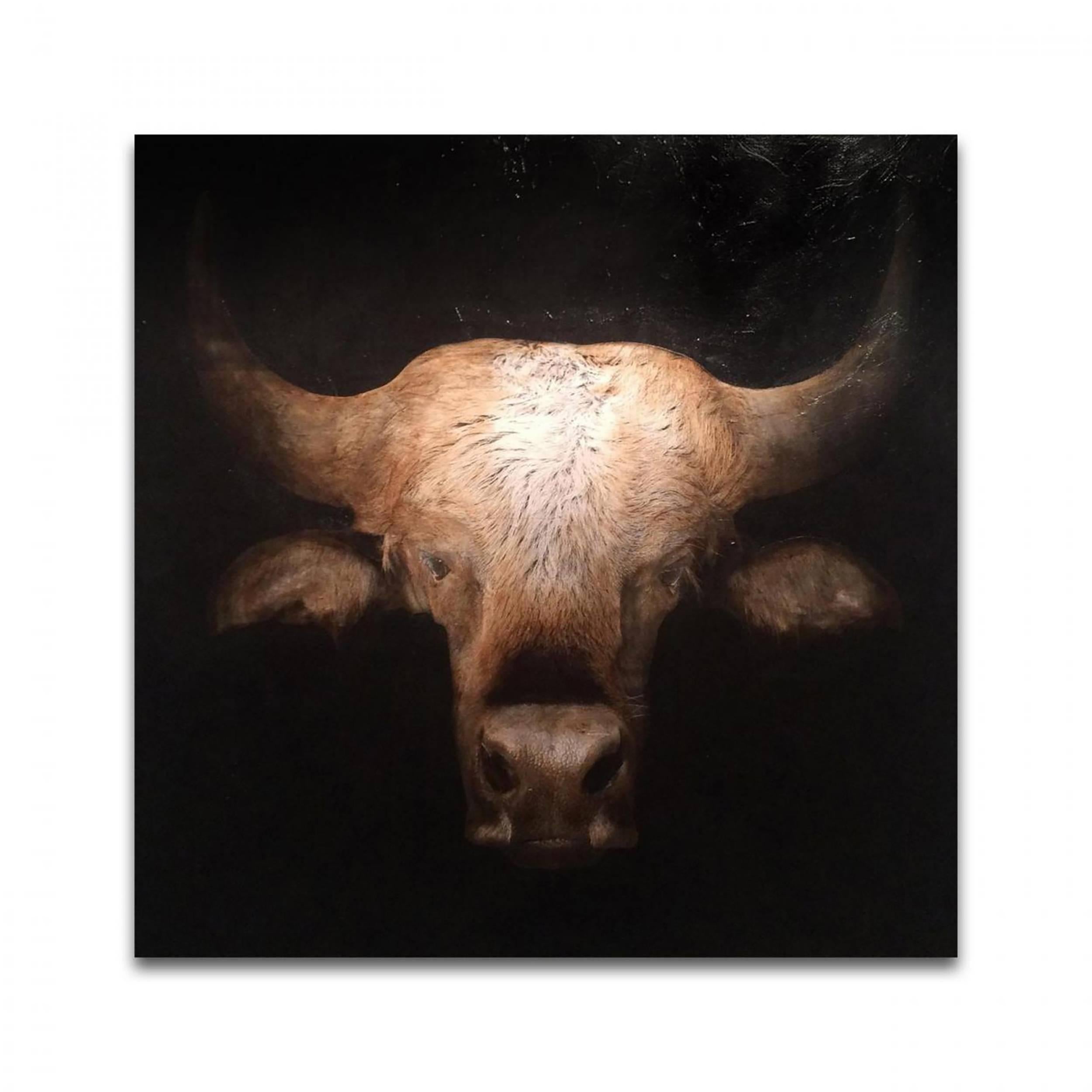 KOLLABS Animal Painting - Clyde